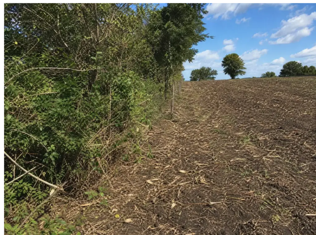 Brush Clearance in Godfrey, IL by Wicks Land and Yard Management